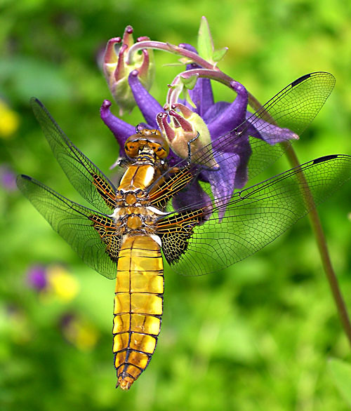 фото "Стрекоза #2" метки: природа, макро и крупный план, насекомое