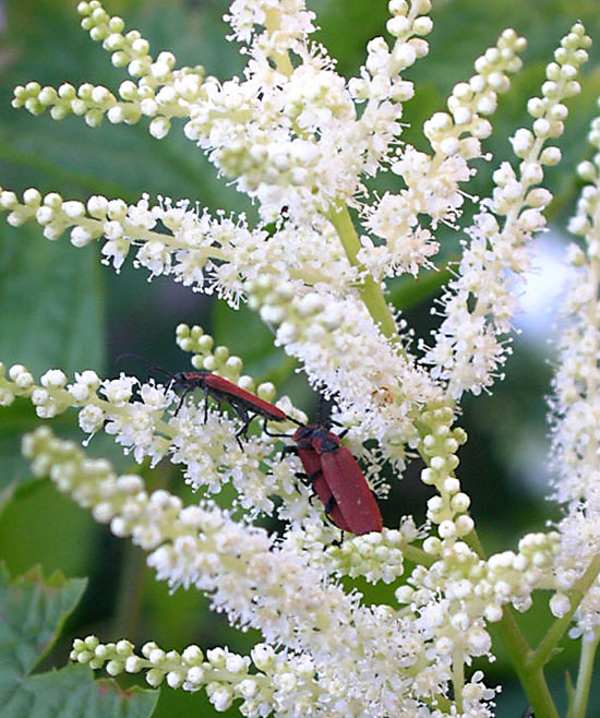 photo "Life of bugs" tags: nature, macro and close-up, insect