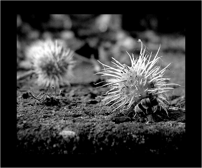 photo "***" tags: black&white, macro and close-up, 