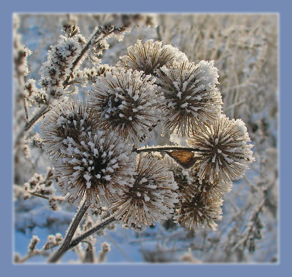 фото "Первый день зимы" метки: пейзаж, природа, зима, цветы