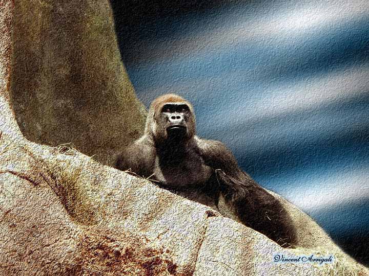 фото "My King Kong3" метки: природа, дикие животные