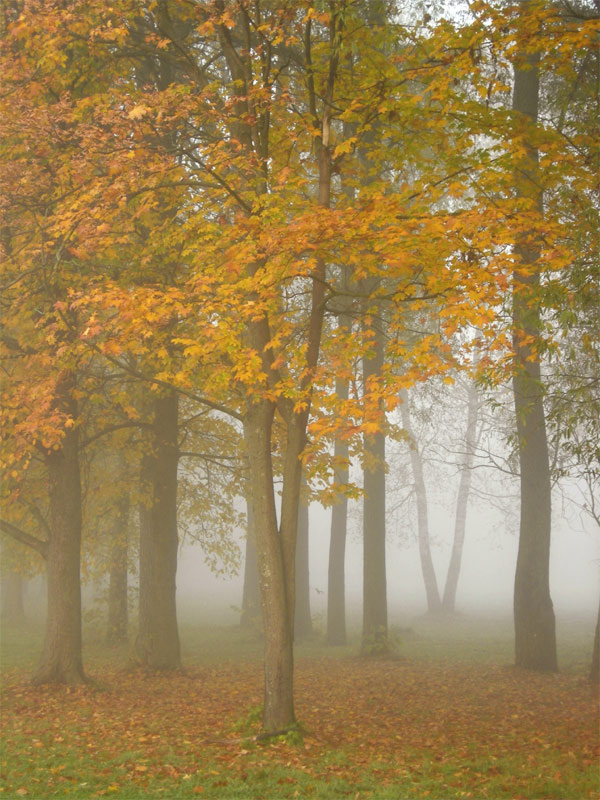 photo "Soldiers of autumn" tags: landscape, nature, autumn