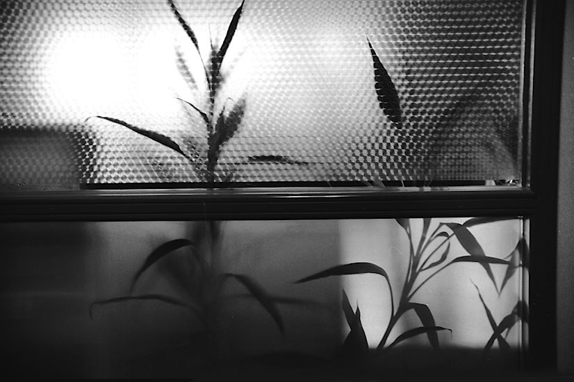 photo "Plant in the office" tags: nature, black&white, flowers
