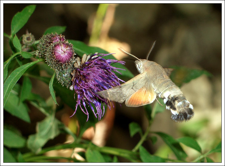 photo "***" tags: nature, insect