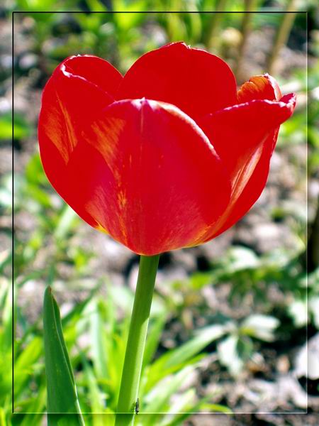photo "Red tulip" tags: nature, macro and close-up, flowers