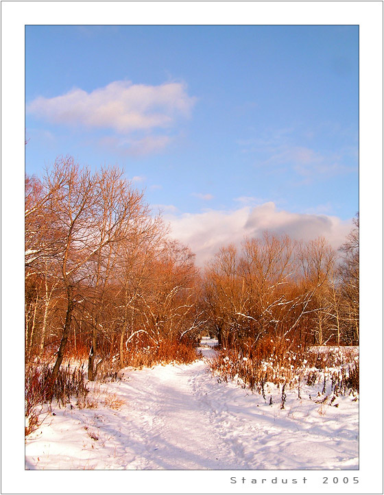photo "Sunny and Cool" tags: landscape, forest, winter