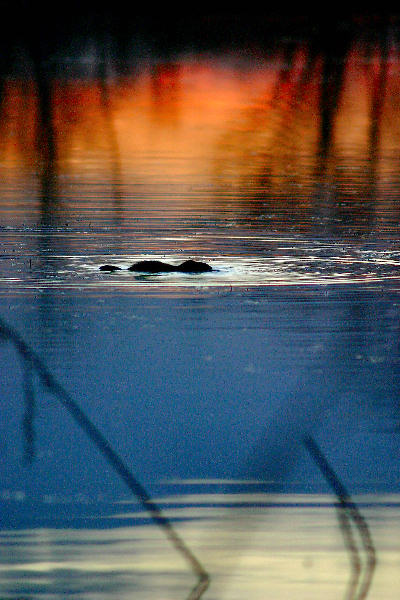 photo "Muskrat Sunset" tags: nature, landscape, sunset, wild animals