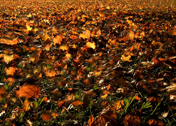 photo "Fall's Color" tags: landscape, nature, autumn, flowers