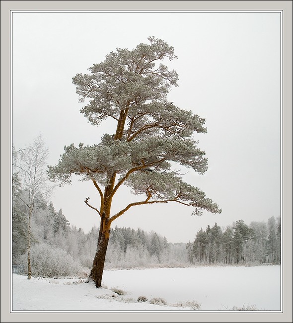 photo "Frosty picture with hoarfrost" tags: landscape, winter