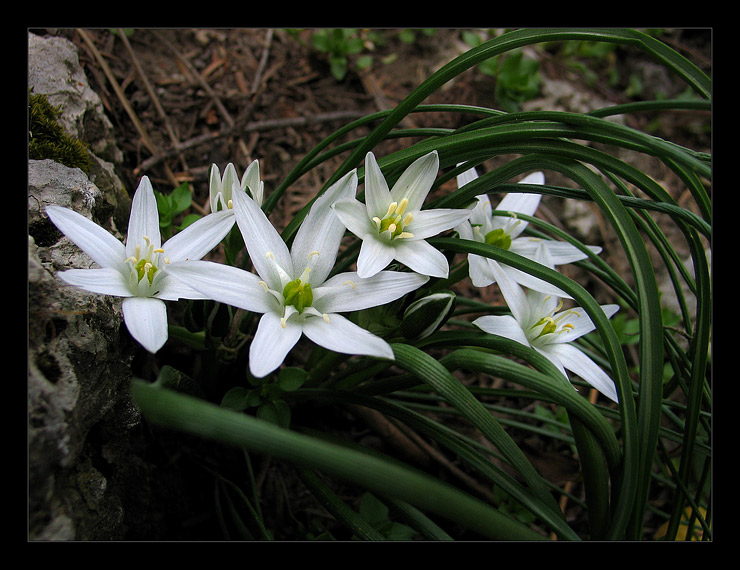 photo "white innocence" tags: landscape, nature, flowers, spring