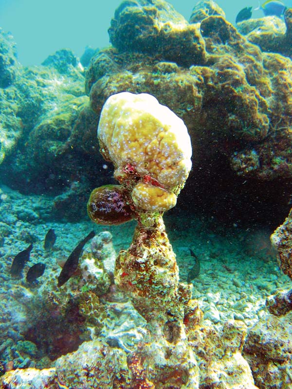 photo "Arm of turned to stone diver" tags: underwater, landscape, 