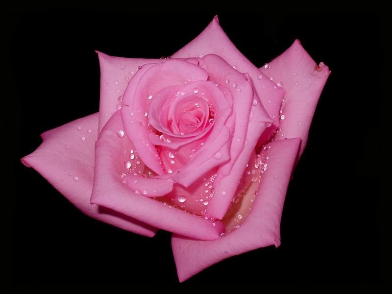 photo "Pink rose" tags: nature, macro and close-up, flowers