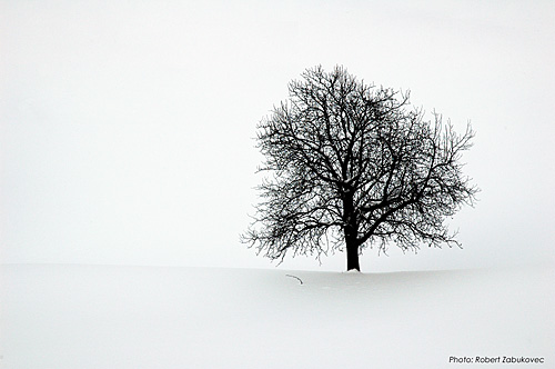 фото "Winter contrast" метки: пейзаж, зима