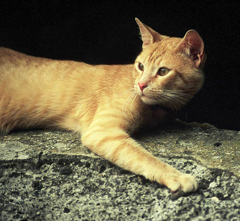 photo "Feline Look" tags: nature, pets/farm animals