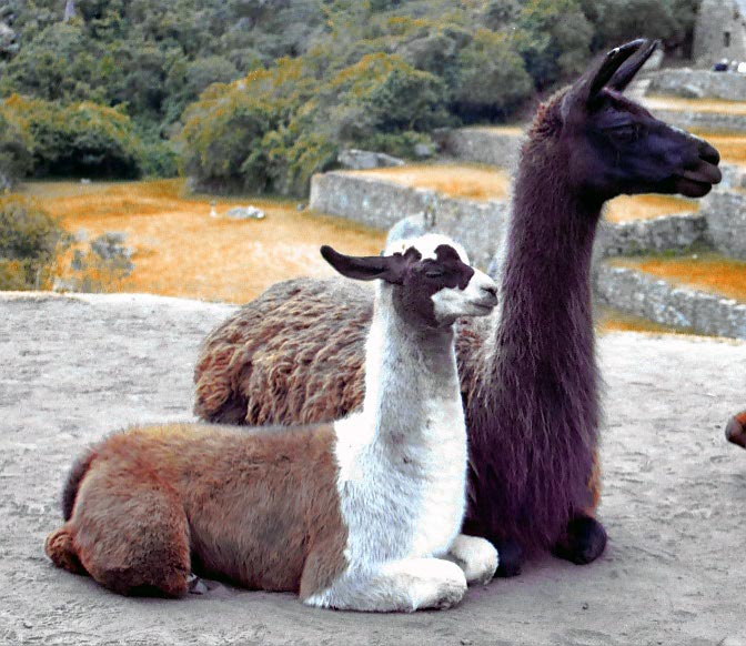 photo "Lama" tags: nature, travel, South America, pets/farm animals