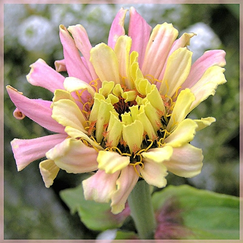 photo "Zinnia" tags: nature, macro and close-up, flowers