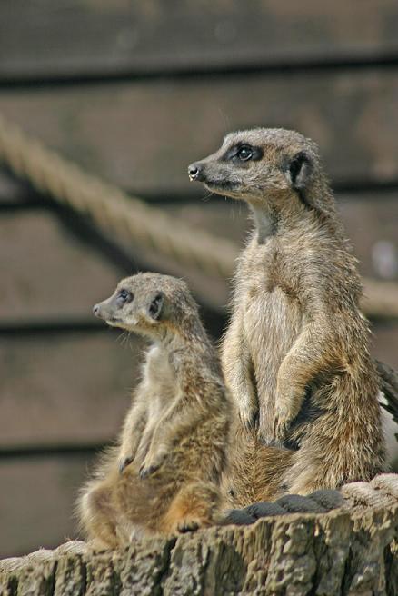 photo "meerkats" tags: nature, wild animals