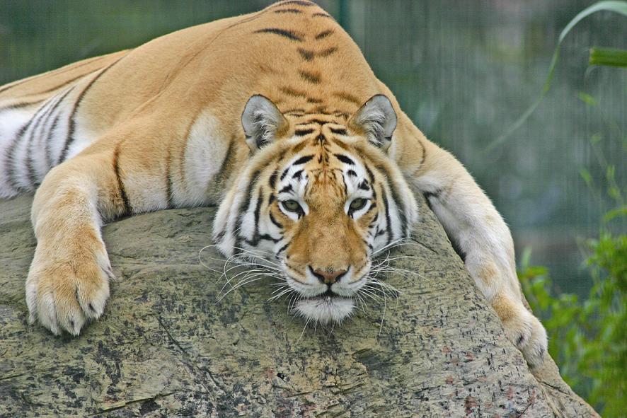 photo "tiger" tags: nature, wild animals