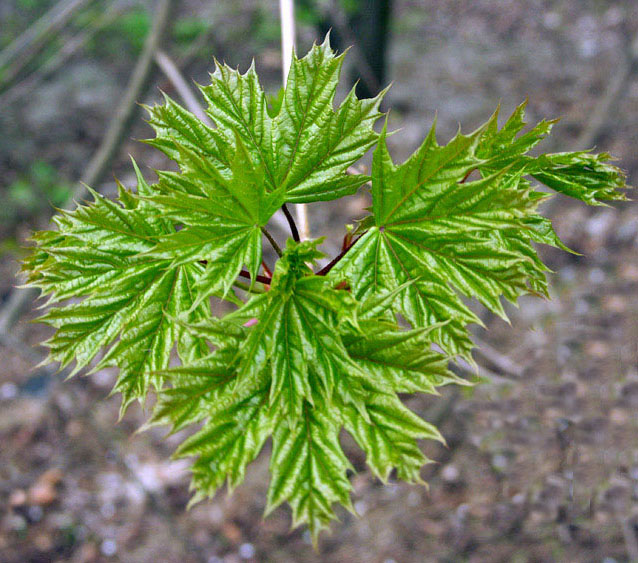 photo "Maple leaf" tags: nature, flowers