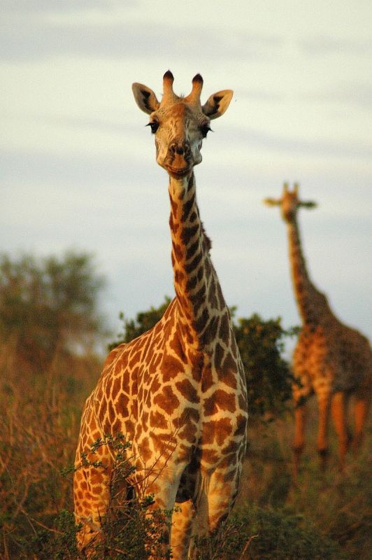 photo "Tsavo East National Park, Kenya" tags: travel, nature, Africa, wild animals
