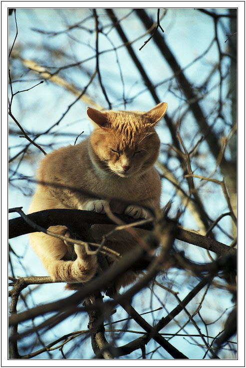 photo "Meditation" tags: nature, pets/farm animals