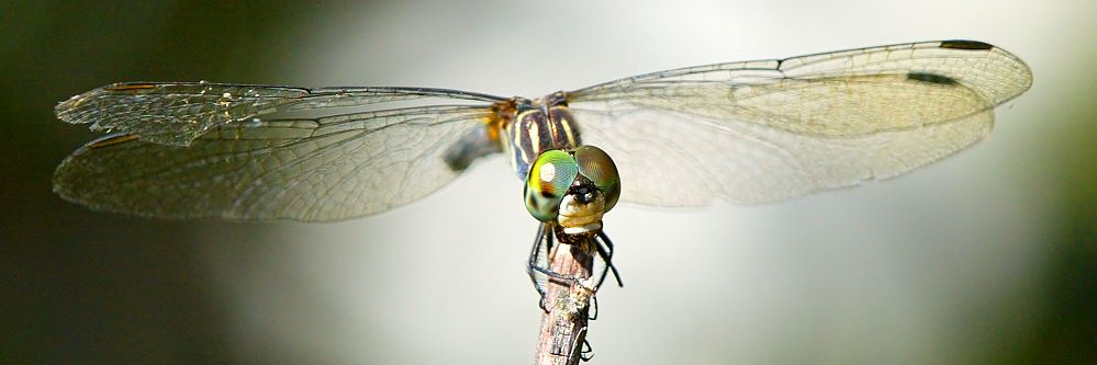 photo "Smile" tags: macro and close-up, nature, insect