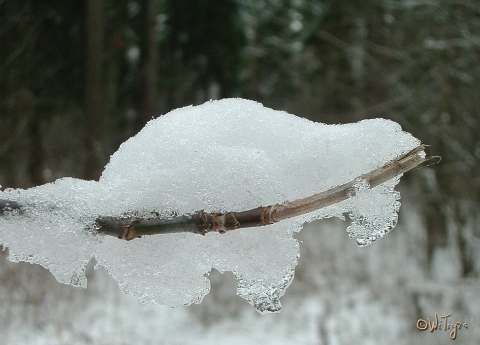 photo "***" tags: landscape, macro and close-up, forest