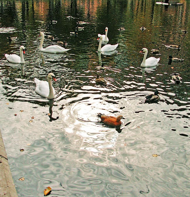 photo "Sunny Circle" tags: landscape, water