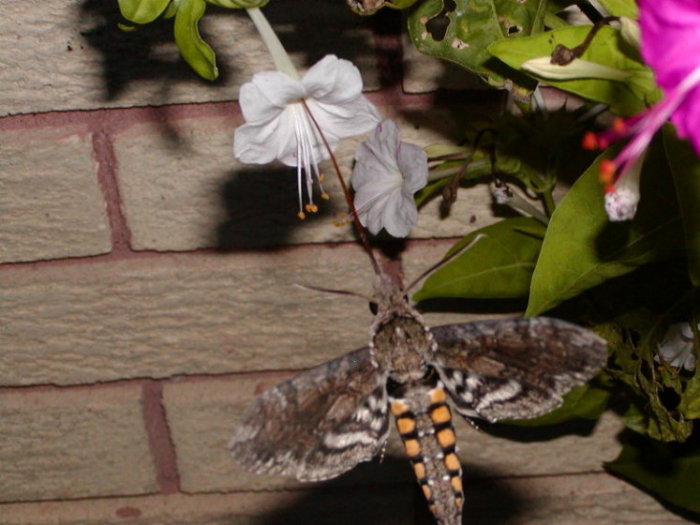 photo "hawk moth" tags: nature, insect