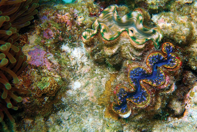 photo "Rainbow Colored Giant Clams" tags: nature, underwater, wild animals