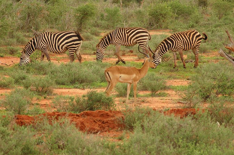 photo "Tsavo East vol.3" tags: travel, nature, Africa, wild animals