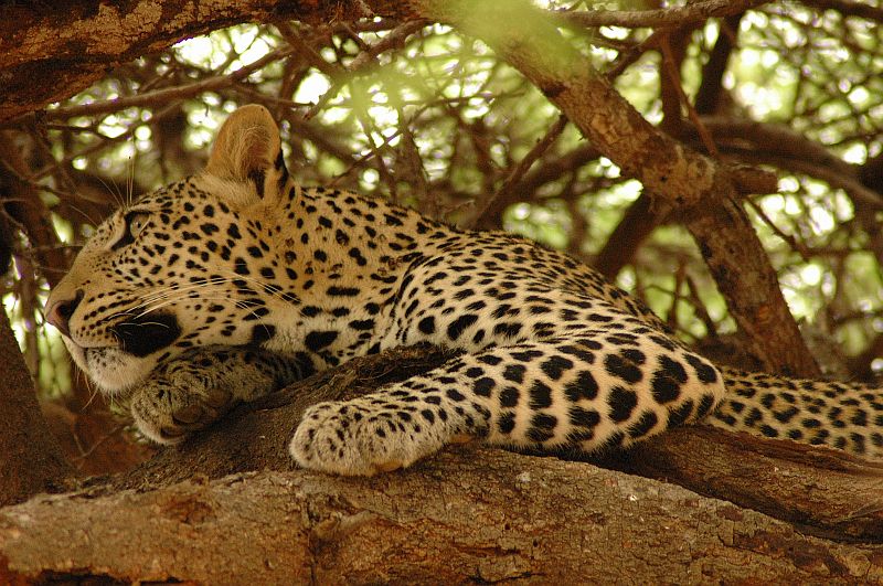 photo "Tsavo East vol.4" tags: nature, travel, Africa, wild animals