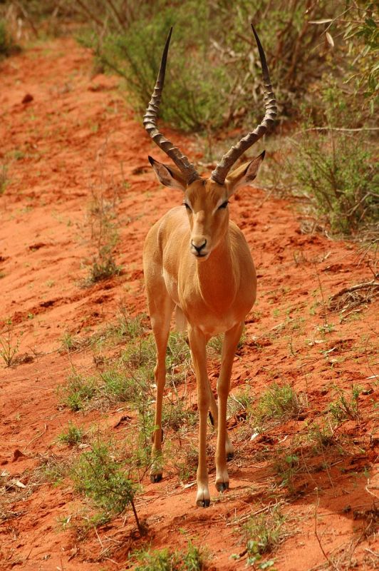 фото "Tsavo East" метки: природа, путешествия, Африка, дикие животные