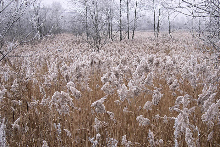 photo "Only hoarfrost, snow is not present" tags: landscape, winter