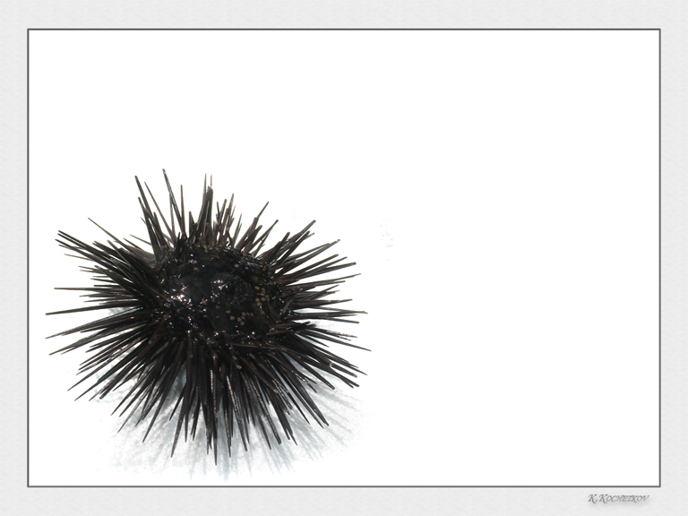 photo "Sea-urchin" tags: macro and close-up, nature, wild animals