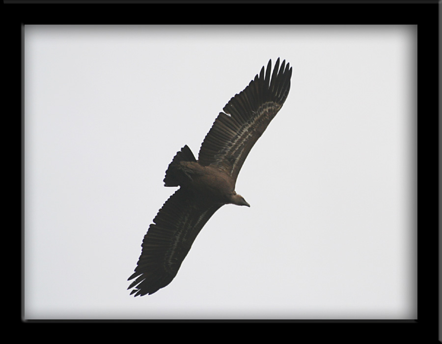 photo "Buzzard" tags: nature, wild animals