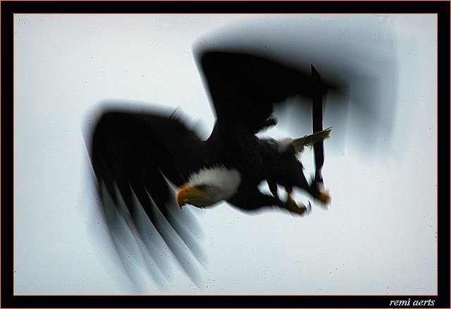 photo "at attack !" tags: nature, pets/farm animals, wild animals