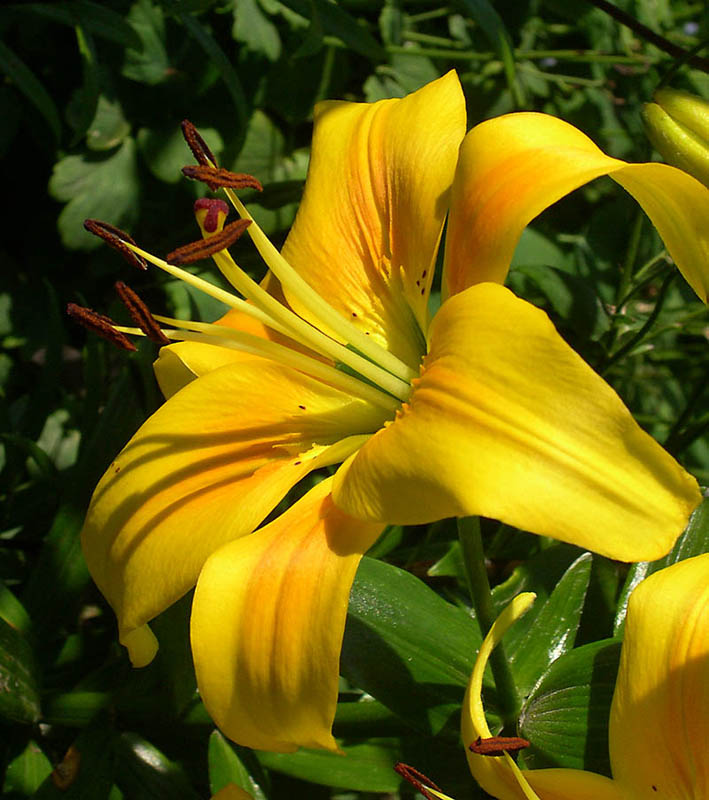 photo "Towards to the sun" tags: nature, macro and close-up, flowers