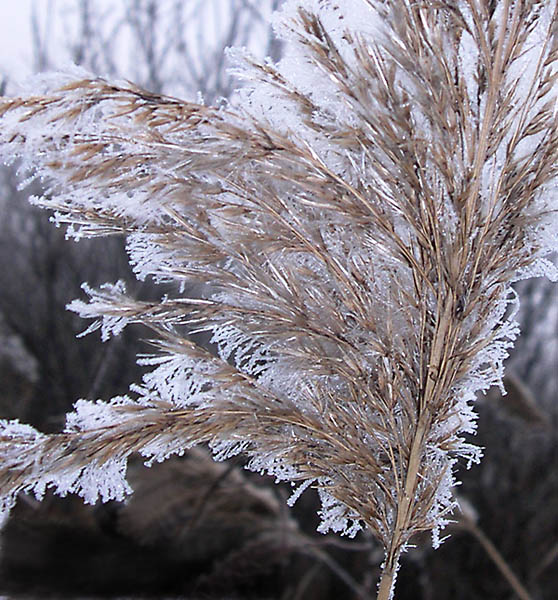 photo "Day of hoarfrost" tags: landscape, winter