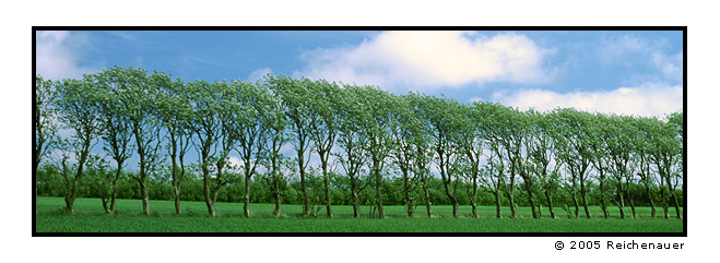 photo "Tree Row" tags: landscape, nature, 