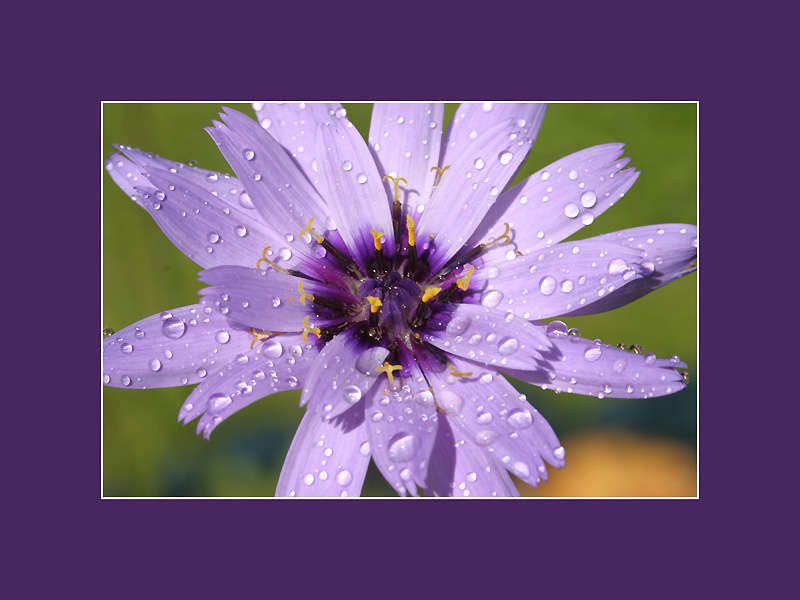 photo "back to the summer" tags: macro and close-up, nature, flowers