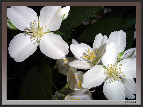 фото "White Is Love" метки: природа, цветы