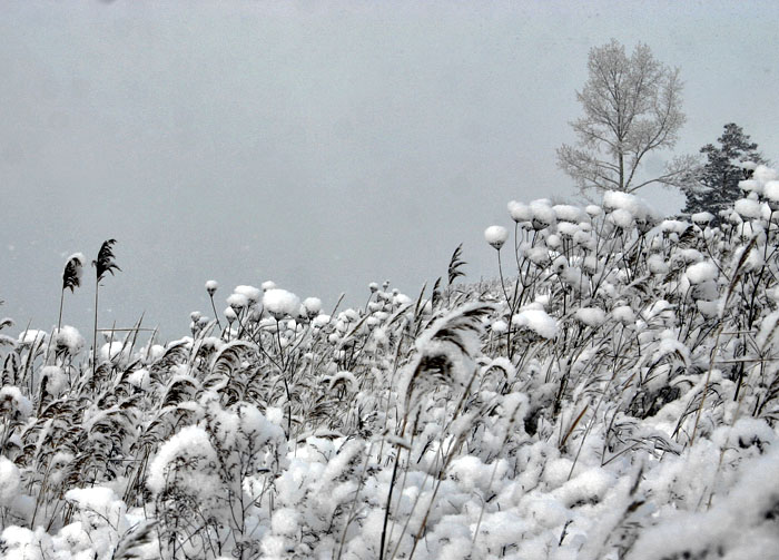 фото "Зимний луг" метки: пейзаж, зима