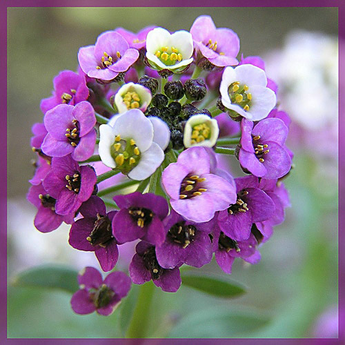 photo "Alyssum" tags: nature, macro and close-up, flowers