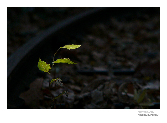 photo "New Hope" tags: nature, misc., flowers