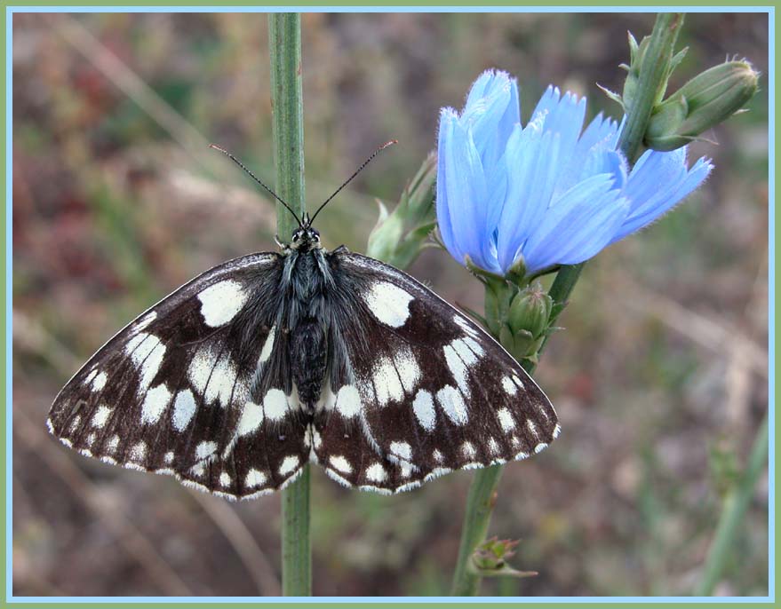 photo "Marbled White" tags: nature, macro and close-up, insect