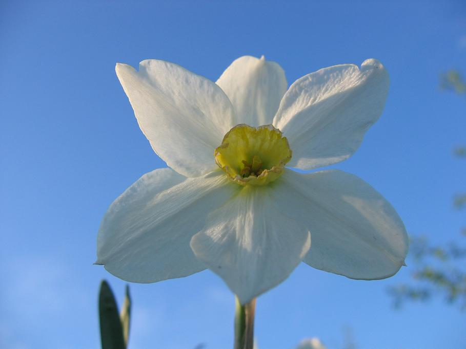 photo "***" tags: nature, flowers