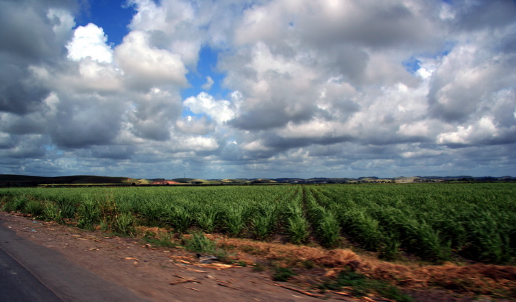 photo "Sugar Cane" tags: travel, landscape, South America