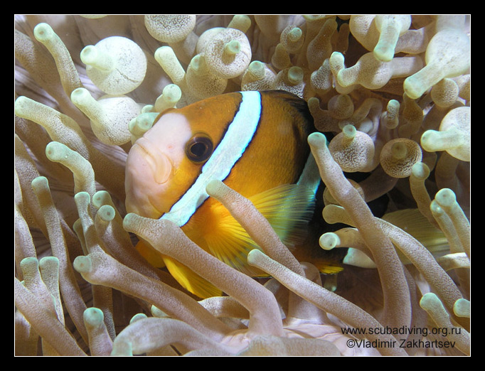 photo "Amphiprion (Clownfish)" tags: underwater, portrait, 