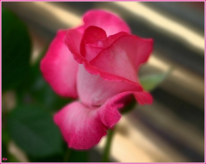 photo "*" tags: nature, macro and close-up, flowers